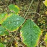 Ulmus carpinifolia Feuille