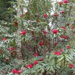 Rhododendron barbatum Hábito