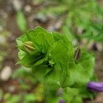 Triodanis perfoliata Blatt