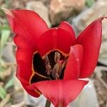 Tulipa raddii Квітка