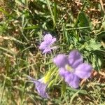 Ruellia ciliatifloraफूल