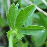 Potentilla aurea Deilen