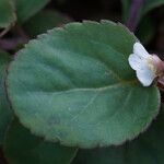 Vandellia diffusa Leaf