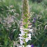 Gymnadenia odoratissima Flower