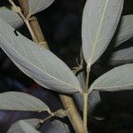 Desmodium cajanifolium Leaf