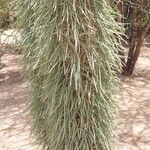 Didierea madagascariensis Habit