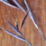 Bromus diandrus Flower