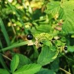 Silene baccifera Fruto