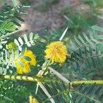 Acacia farnesiana Цвят