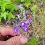 Scutellaria integrifolia 花