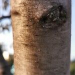 Elaeagnus angustifolia Casca