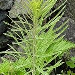 Solidago altissima पत्ता