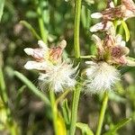 Baccharis spicata Плод