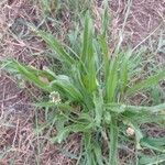 Plantago argenteaBlad