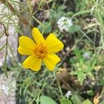 Diatelia tuberaria Fula
