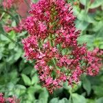 Centranthus ruberFlower