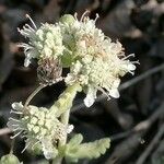 Teucrium dunense Flor