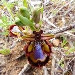 Ophrys speculumFlor