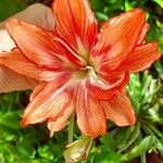 Hippeastrum puniceum Floare