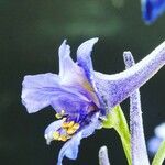 Delphinium gracile 花