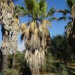 Washingtonia filifera Хабит