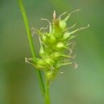 Carex michelii 花