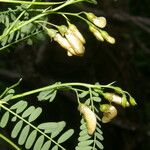 Sesbania herbacea Плод