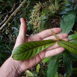 Acalypha integrifolia 葉