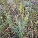 Linaria angustissima Blatt
