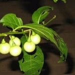 Solanum leucocarpon Фрукт