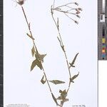 Crassocephalum radiatum Otro