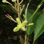 Conchocarpus nicaraguensis Plod