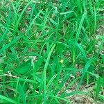 Hypoxis decumbens Leaf