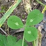 Trifolium nigrescens Folha