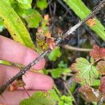 Ribes cynosbati Bark