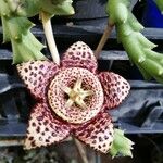 Orbea variegata Flower