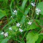 Valeriana tripteris Blüte