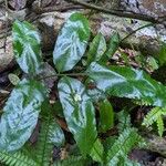 Asplenium emarginatum Leaf