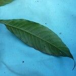 Quiina guianensis Leaf