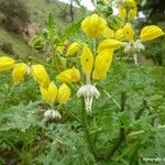 Solanum rostratum Anders