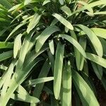 Pancratium canariense Lapas