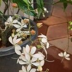 Clerodendrum indicum Flor
