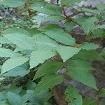 Fagus crenata Hoja