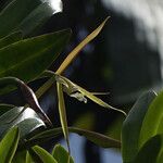 Epidendrum nocturnum Flor