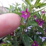 Cuphea hookeriana Květ