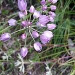 Allium cernuum Cvet