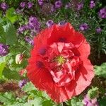 Papaver somniferumFlors