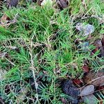 Cynodon dactylon Habit