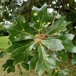 Quercus marilandica Hoja