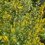 Genista florida Flor